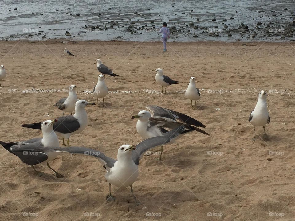 Seagulls 