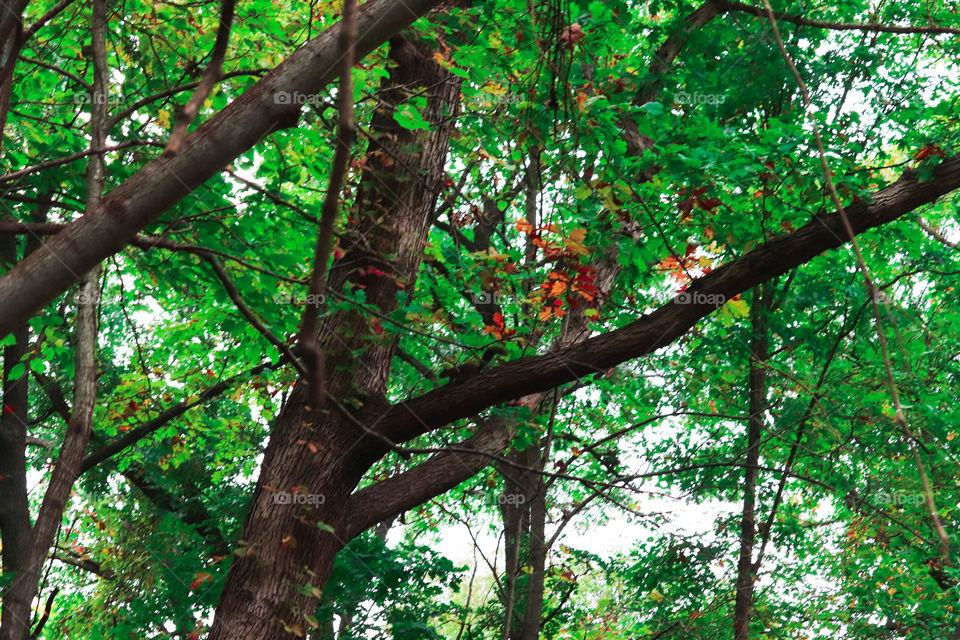a little bit of red in a tree
