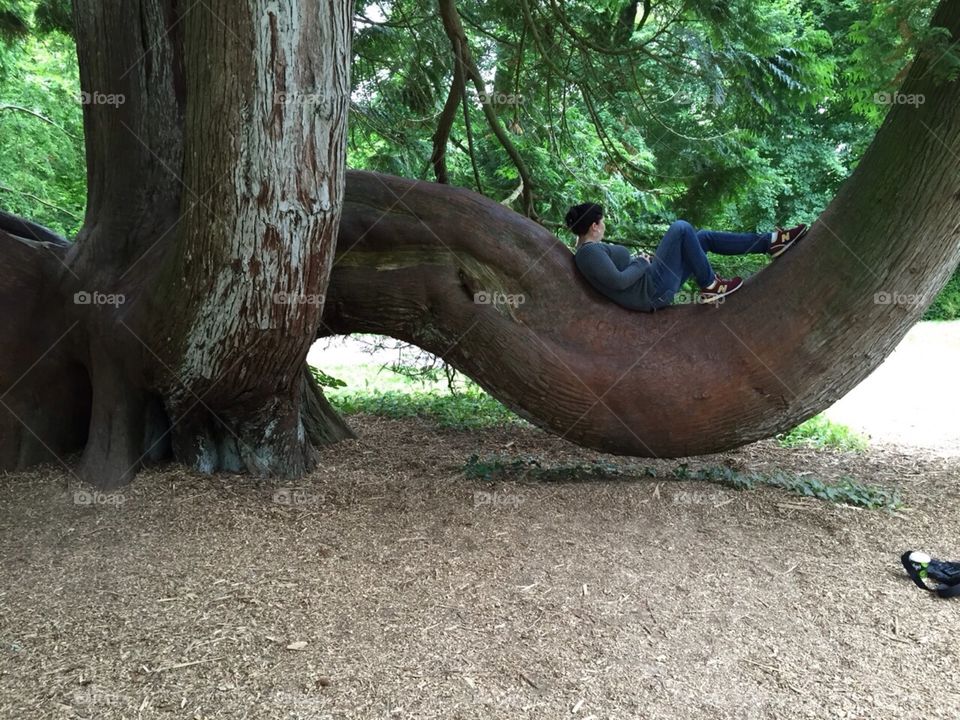 Tree, Wood, Park, Nature, No Person