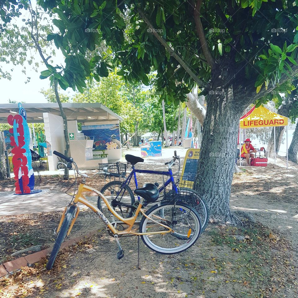 Bikes resting under a tree