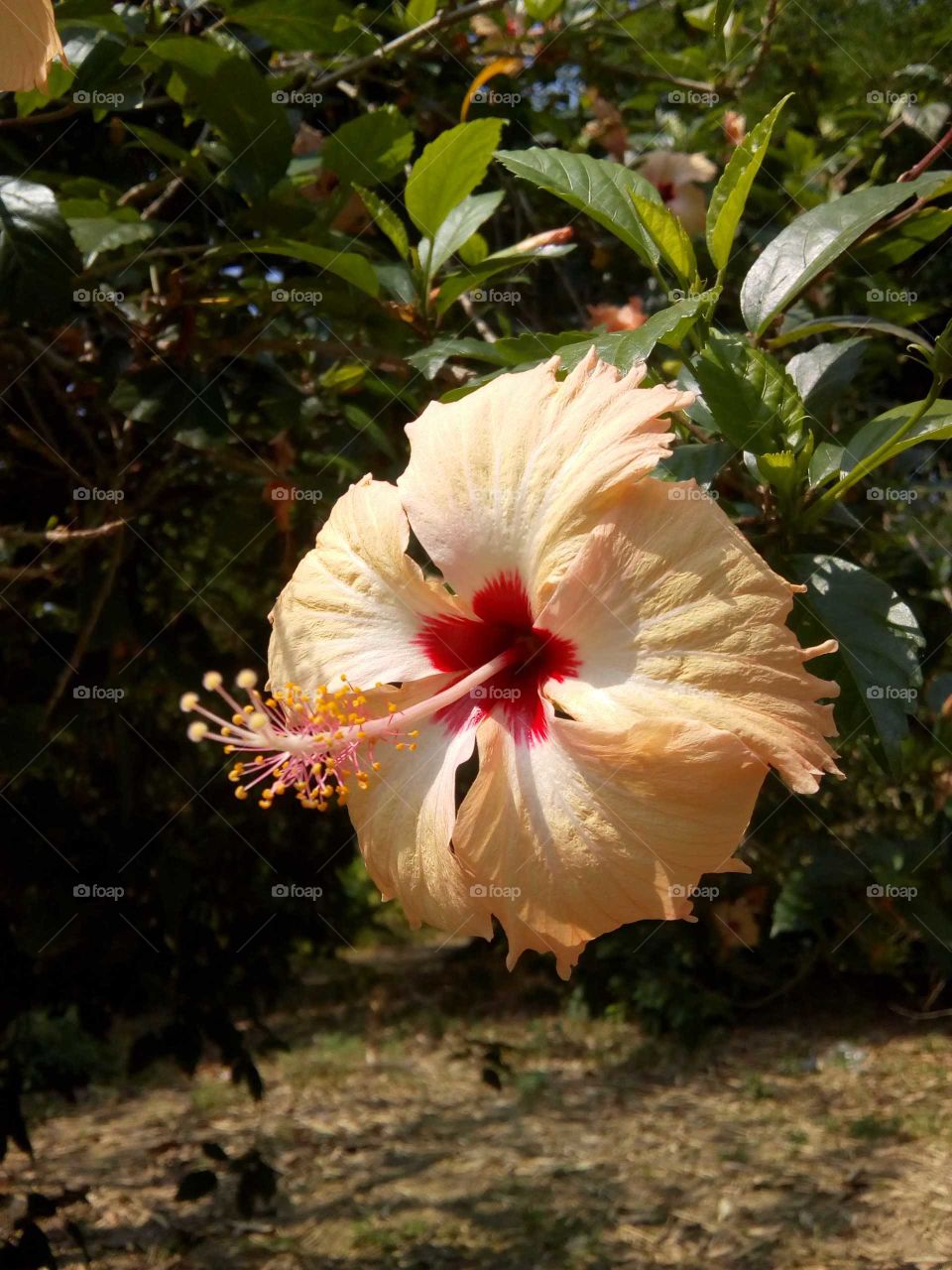 HIBISCUS FLOWER.