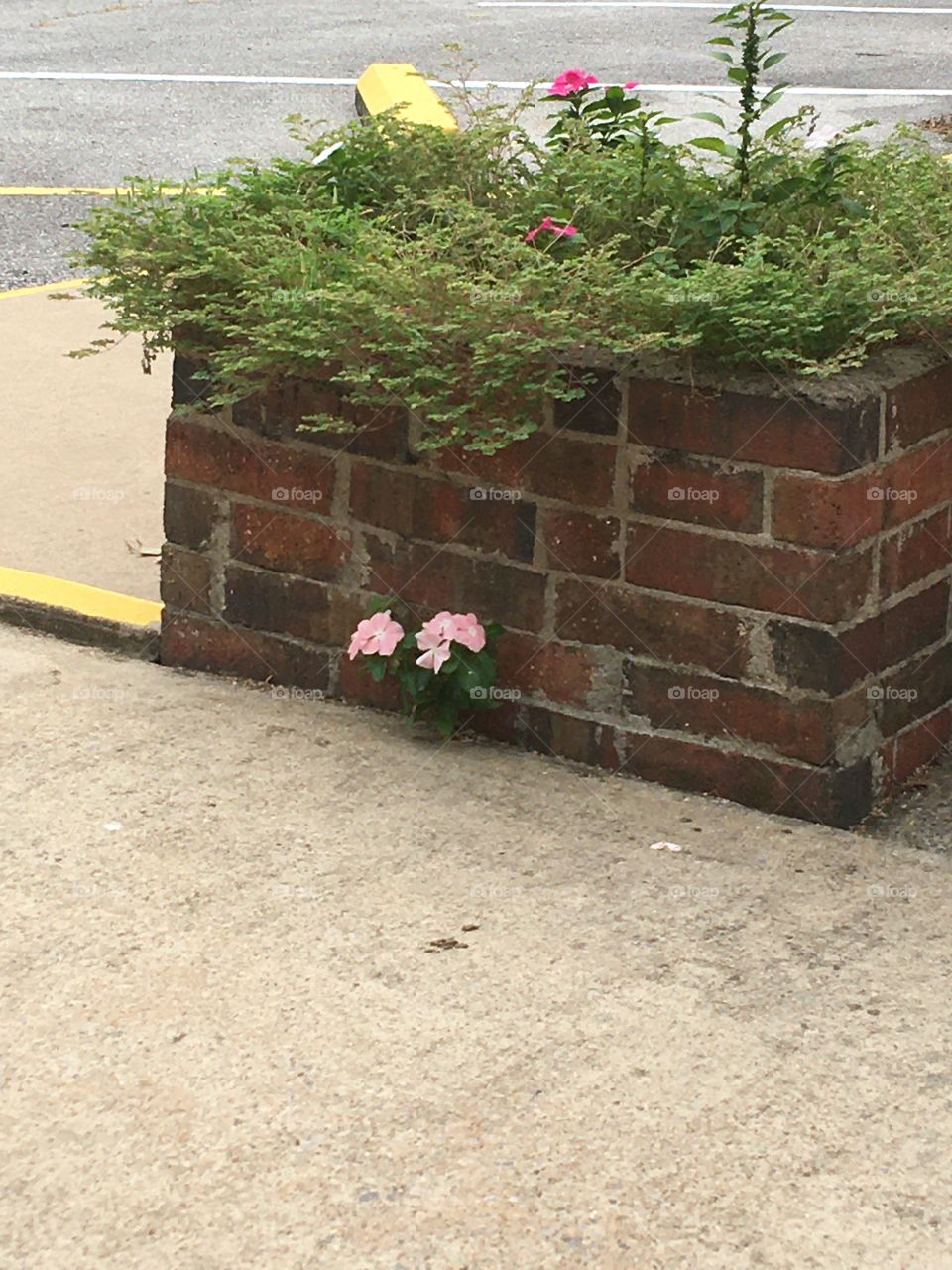 A volunteer popped up between sidewalk and brick planter.