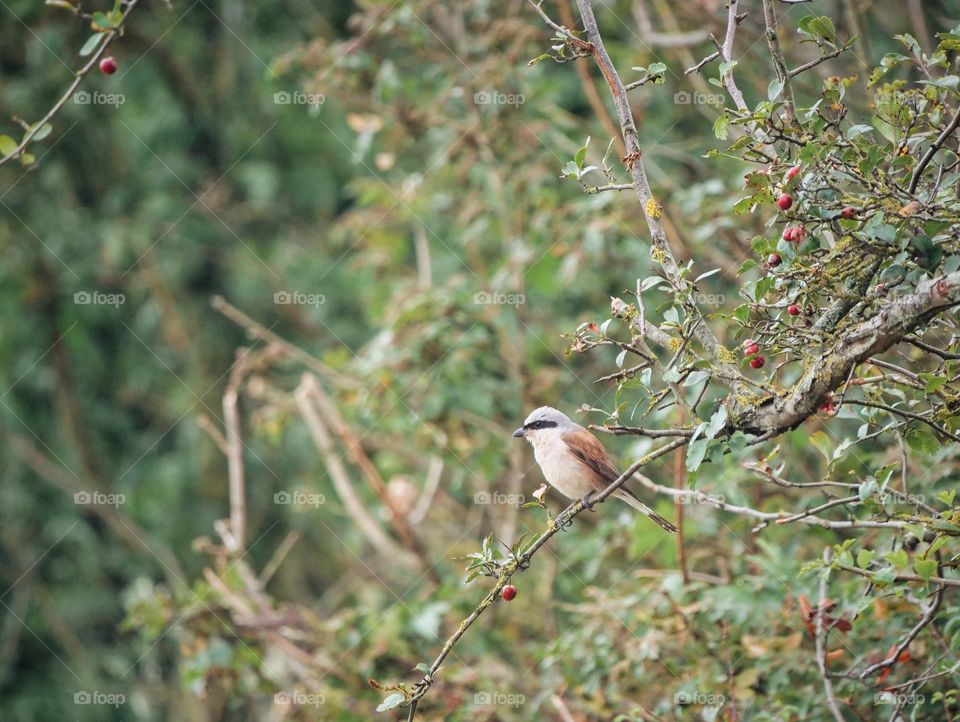 Red-backed shrike in its habitat