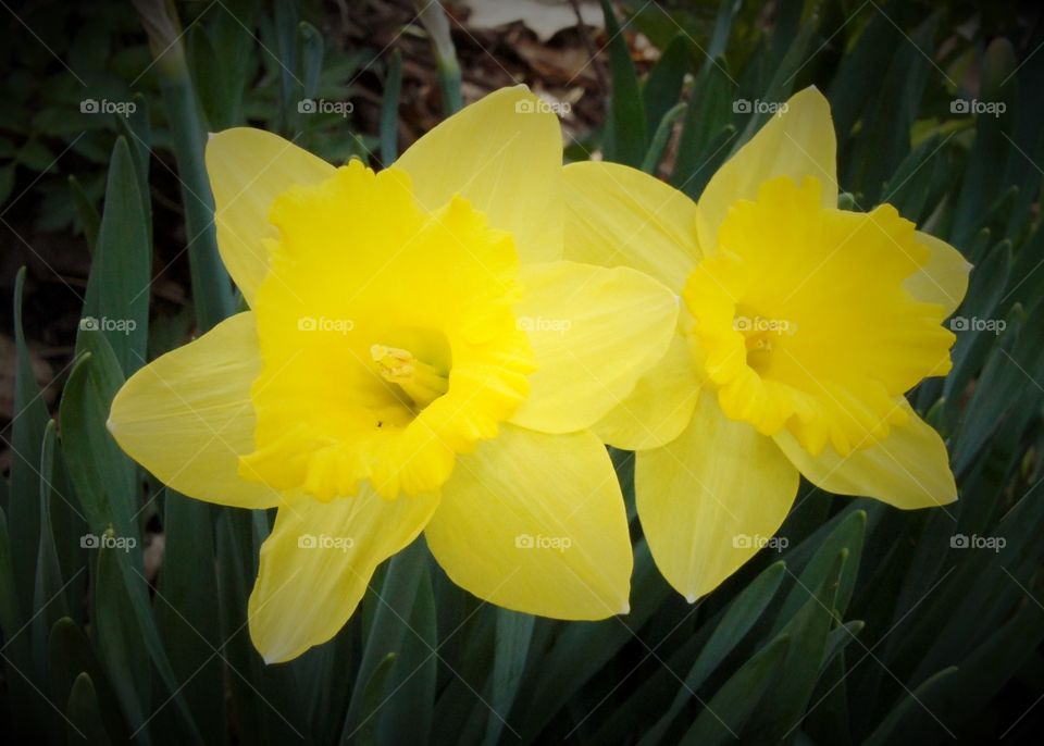 Dazzling Daffodils 