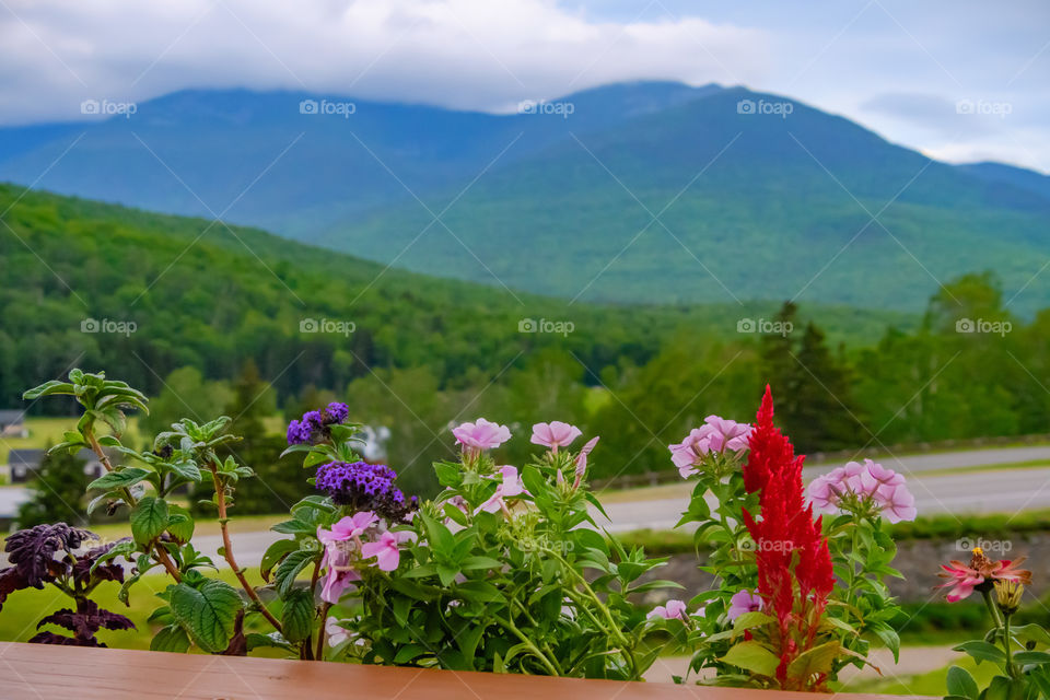 A beautiful selective focus set of flowers with the mountains in the background. Quite appealing colorful colors.