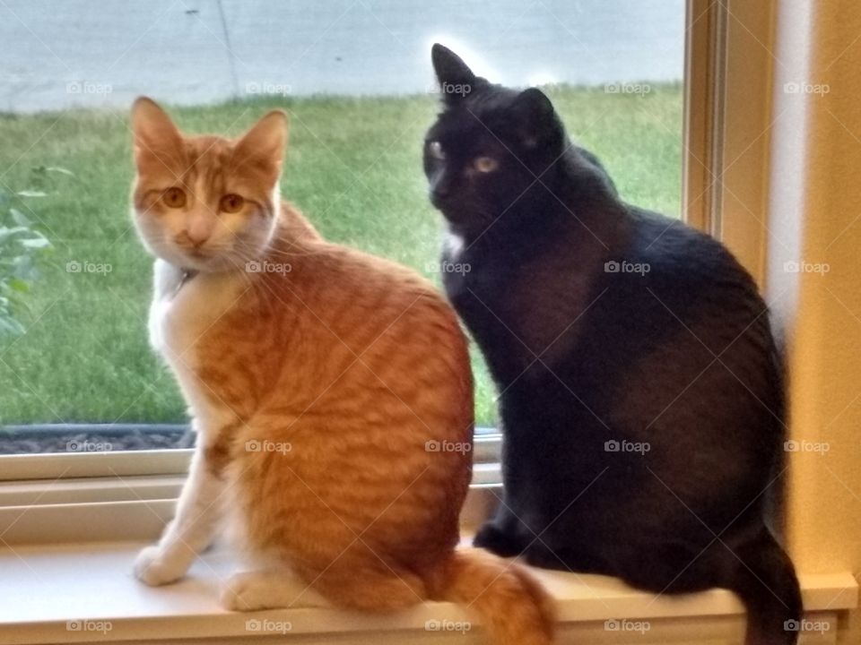 our cats sitting in front of the window