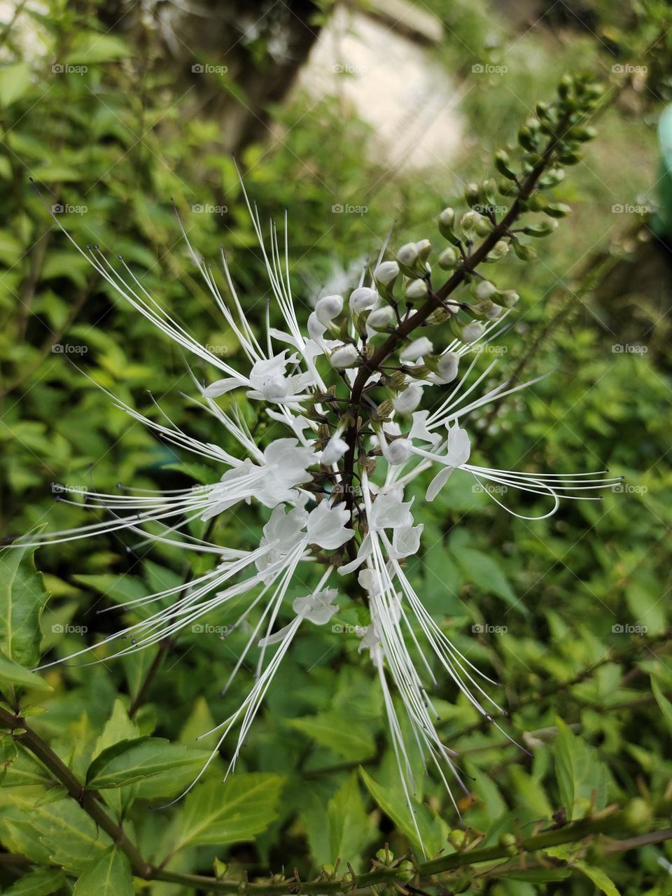 Close up of kidney tea plant flower in green background