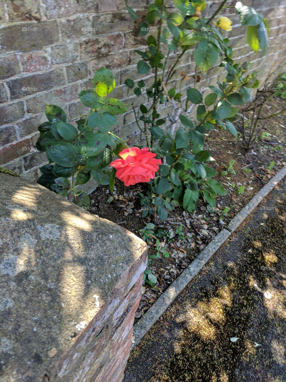 the lonely rose.