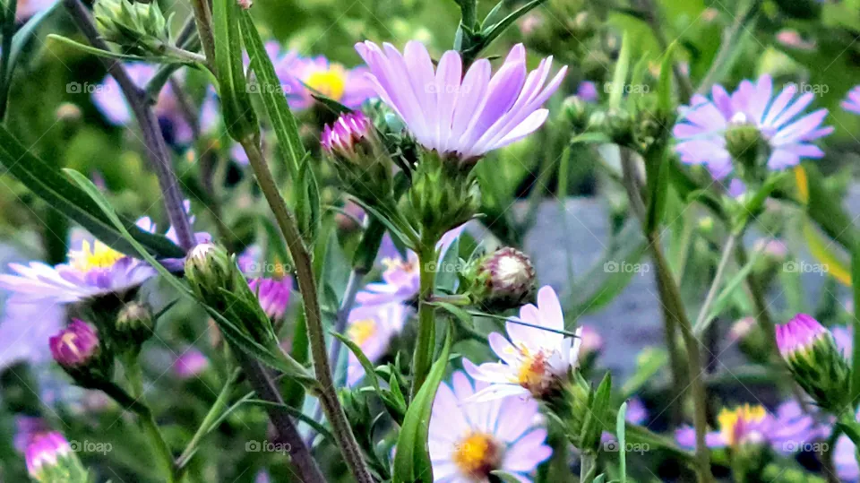 purple flowers