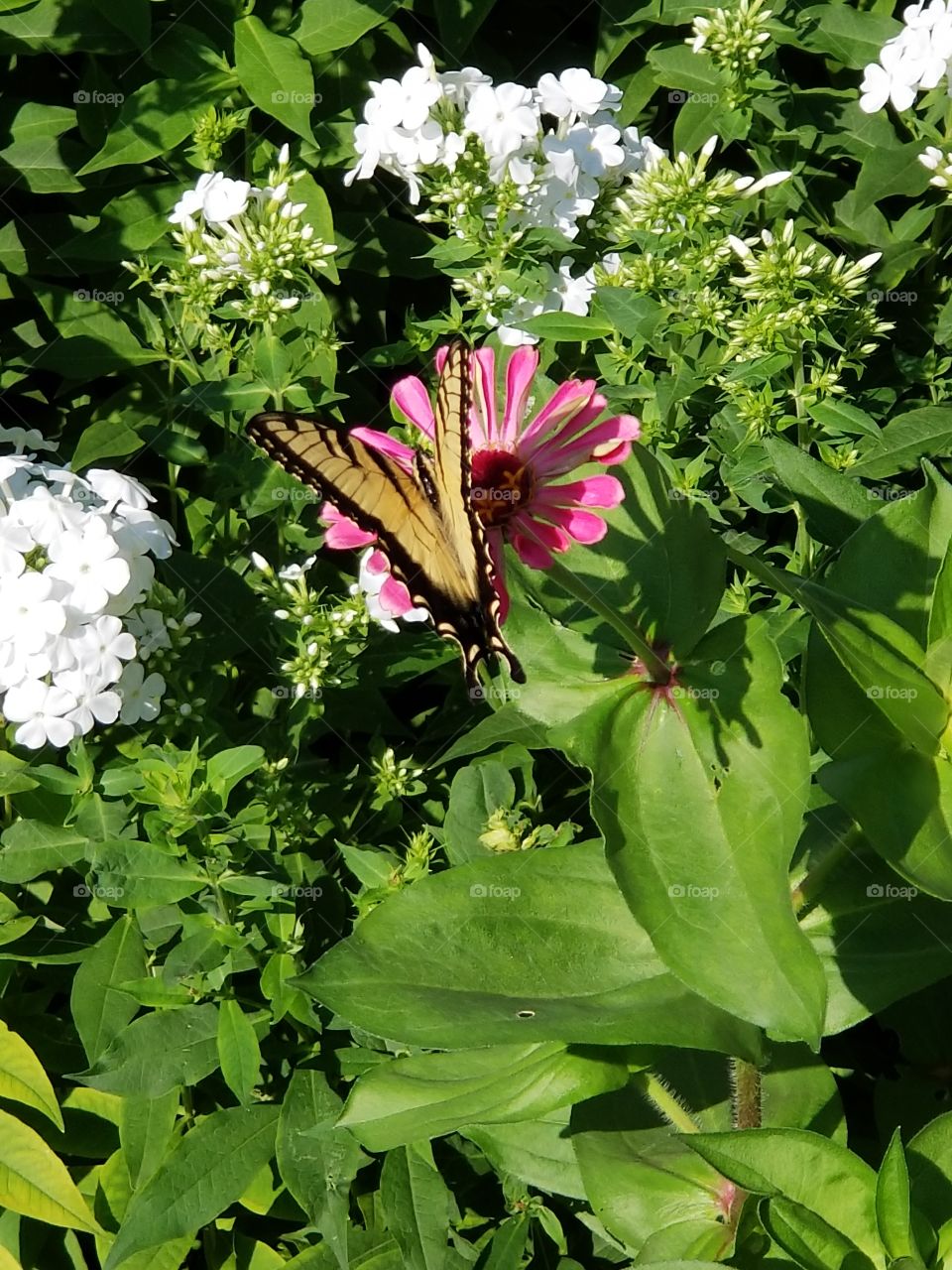 butterfly flower 2