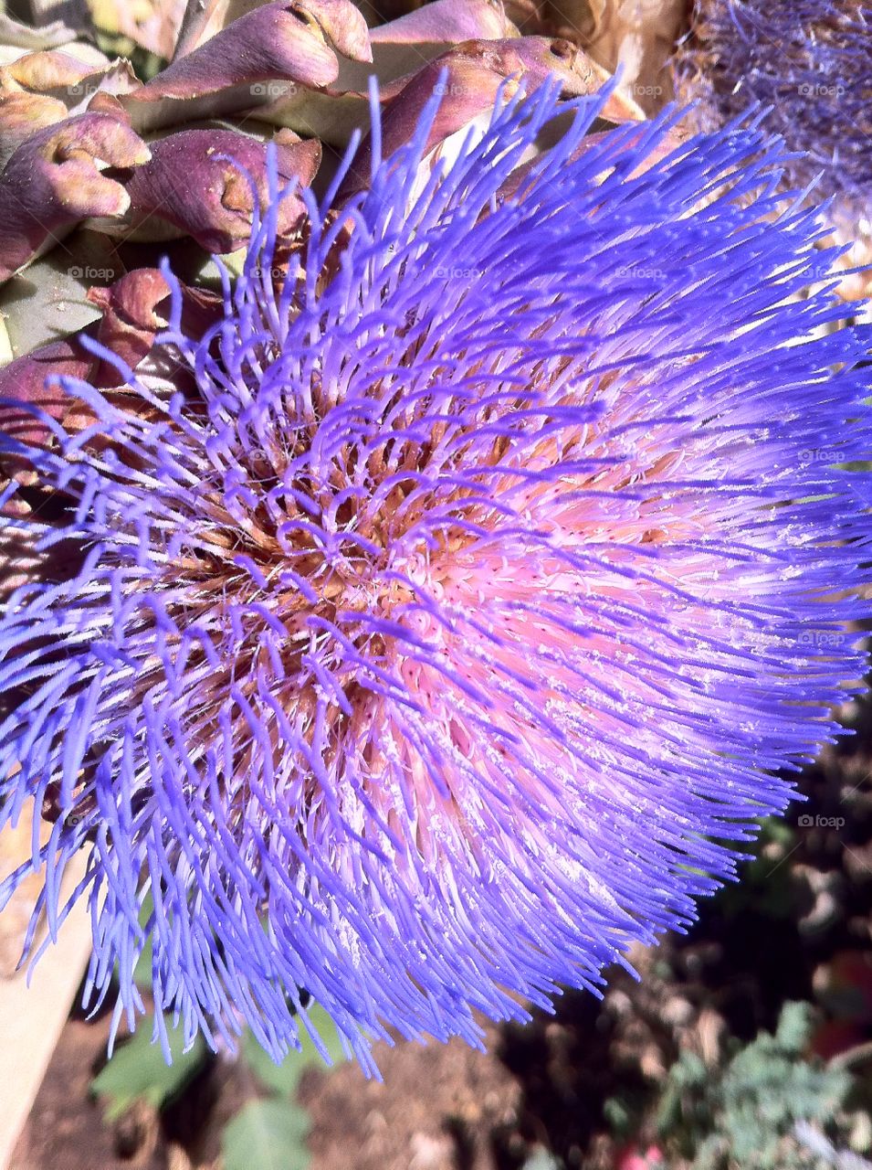 Perfect Purple Puff