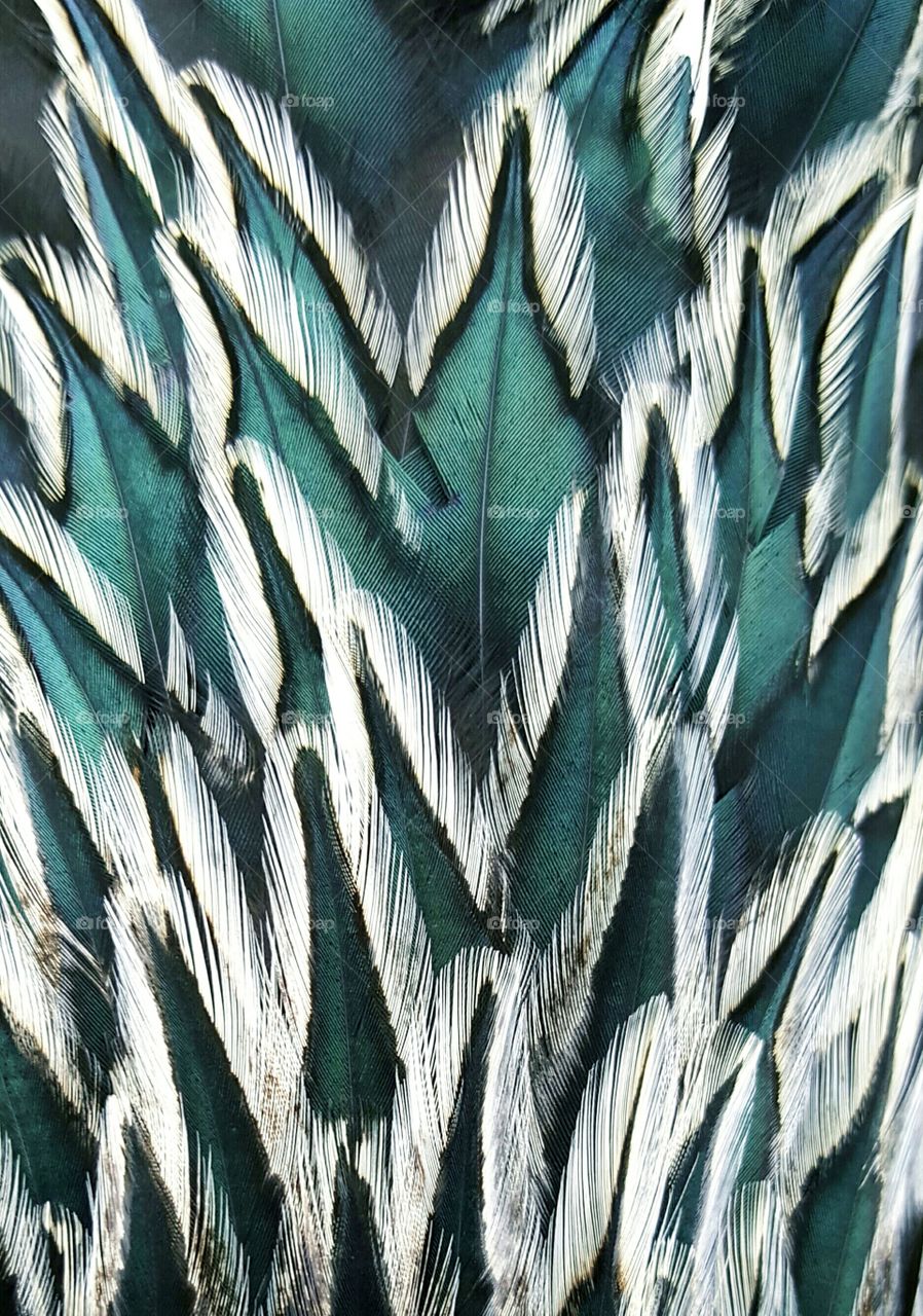 photo backdrop feathers