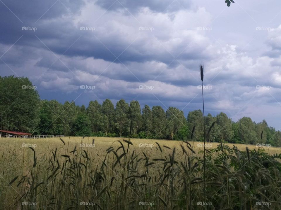 field, Mainly cloudy