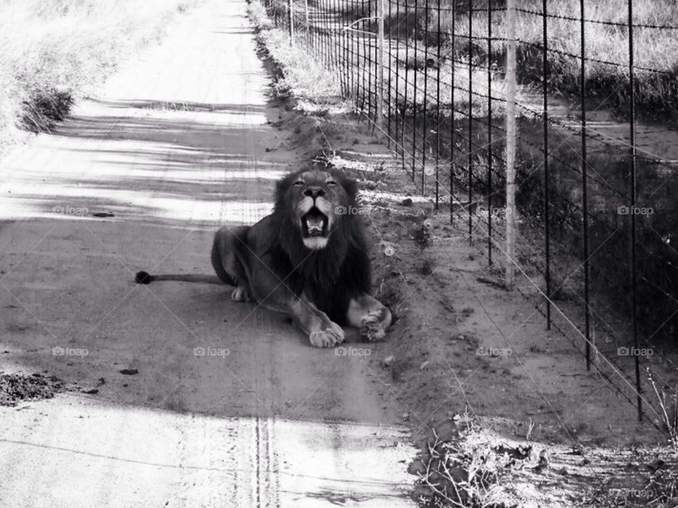 Roaring Lion. Safari at Kruger in South Africa 