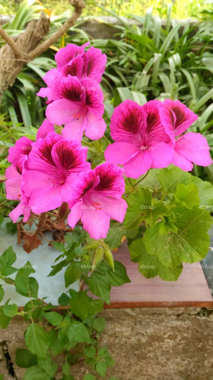 Dark pink Pelargonium macranthus or Imperial Geranium on the Italian island of Ischia