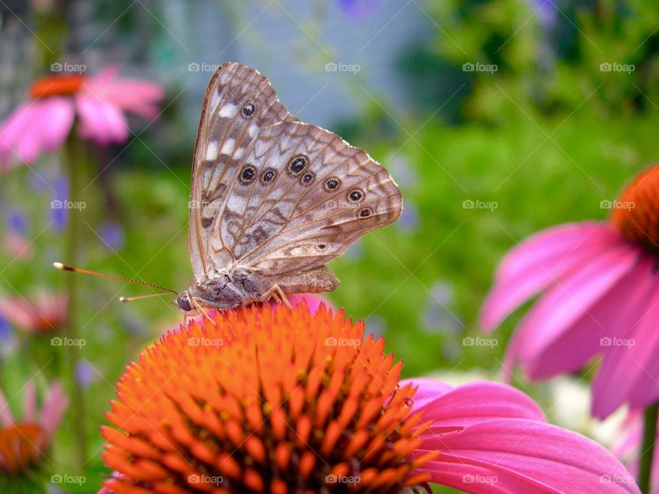 Beautiful butterfly on a flower