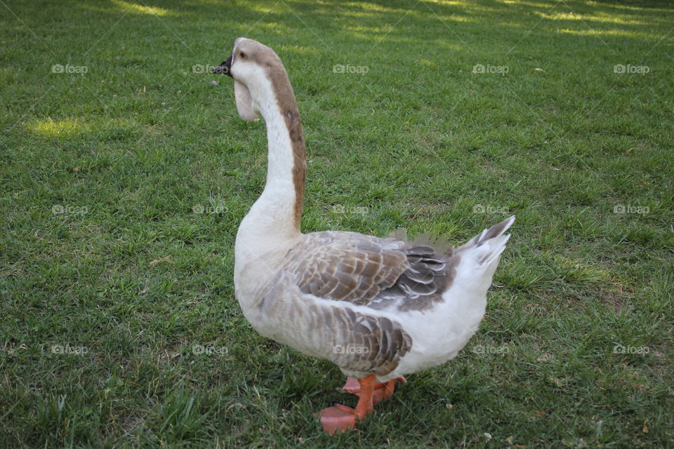 Duck