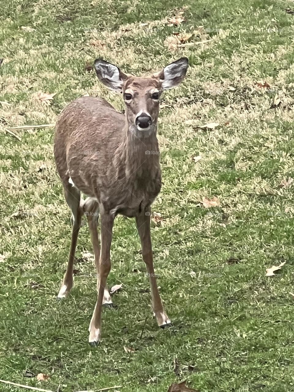 Doe