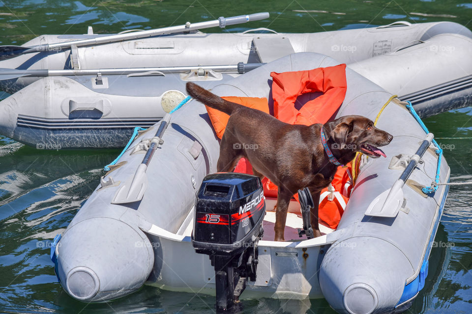 A dog in a boat on the lake.