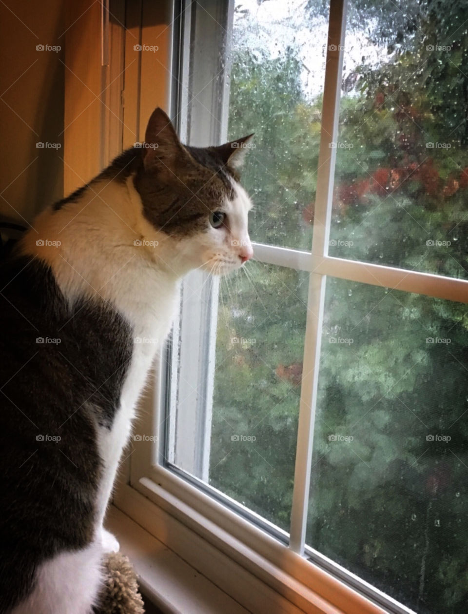 Cat looking outside on a rainy day. 