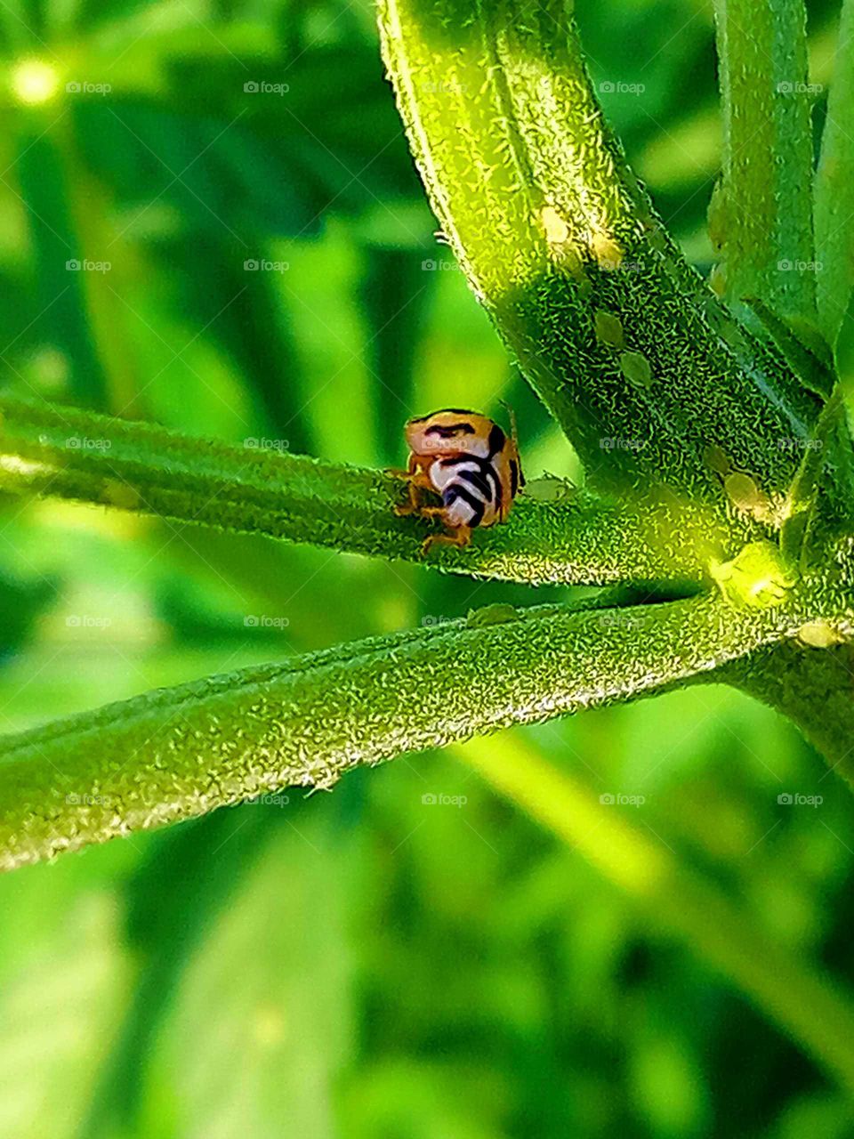 green nature within insect