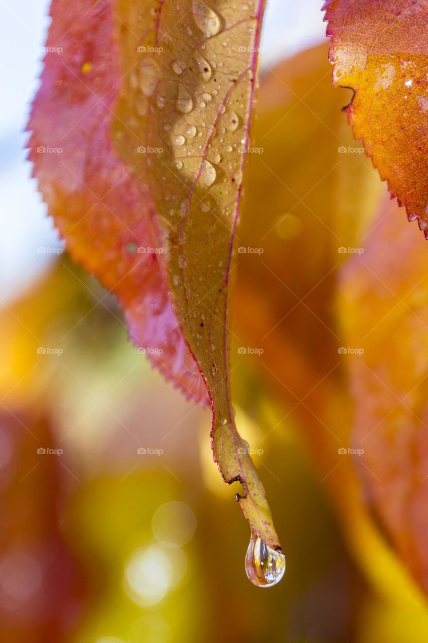 A drop on an autumn leaf.