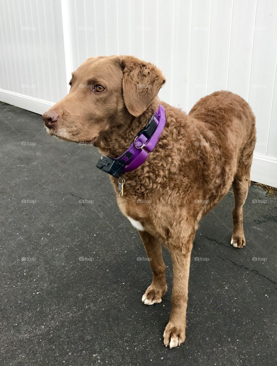 Side View Chesapeake Bay Retriever 