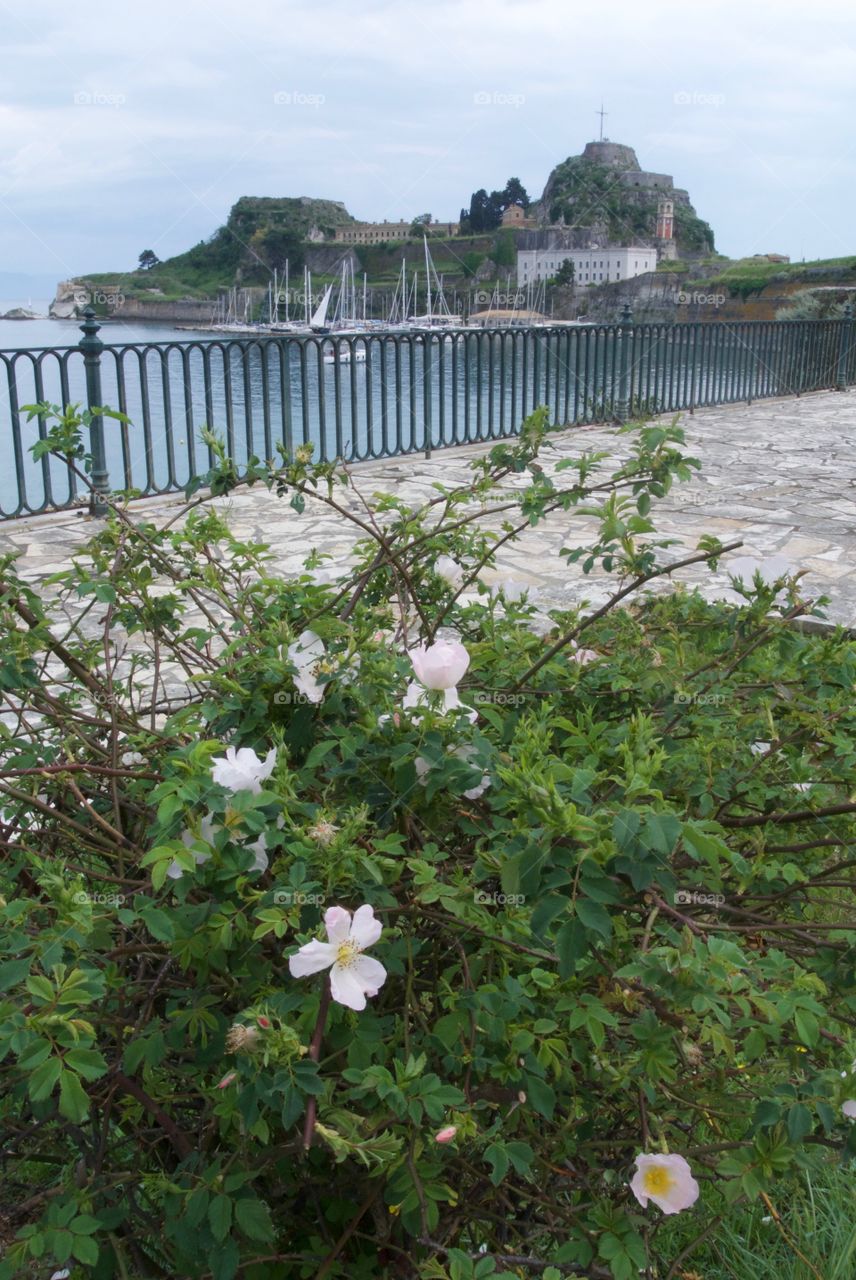 View of the Old Fortress obscured by flowers