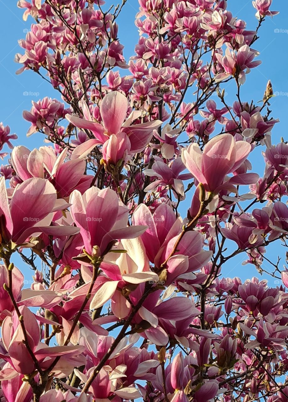 albero di pace inferiore