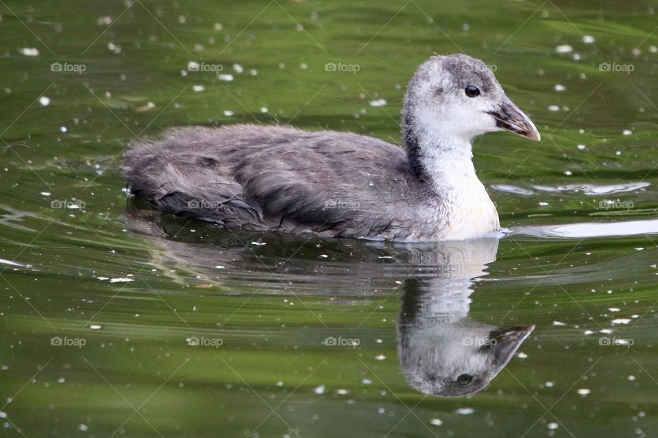 young swan