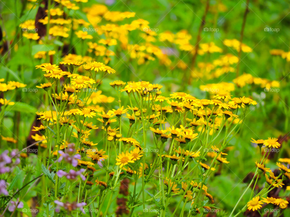 valley of flowers