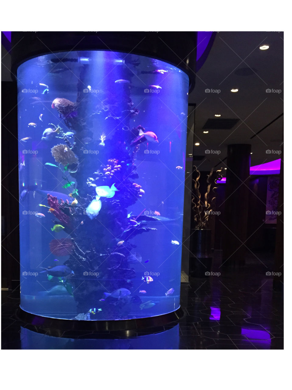 Aqua tank. Cool aquarium tank at a lobby of a cool hotel, good cleanse energy with much acceptance and compassion. 