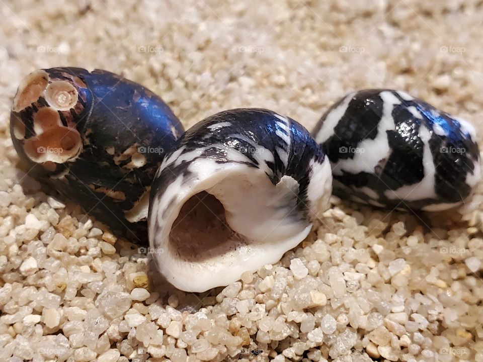 Nerite Shells on the Sand