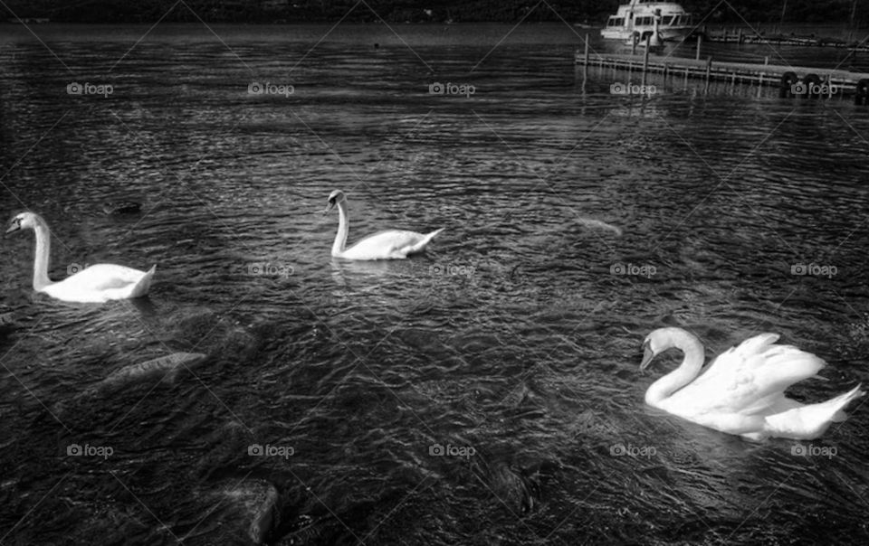 beautiful swan  with black and white riverside view