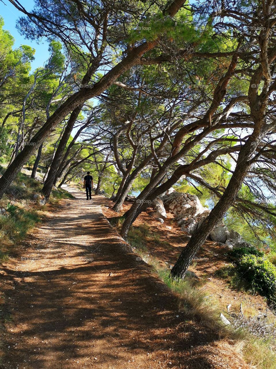 Beautiful Croatian nature. Let's go on a hike. Hiking in the forest.