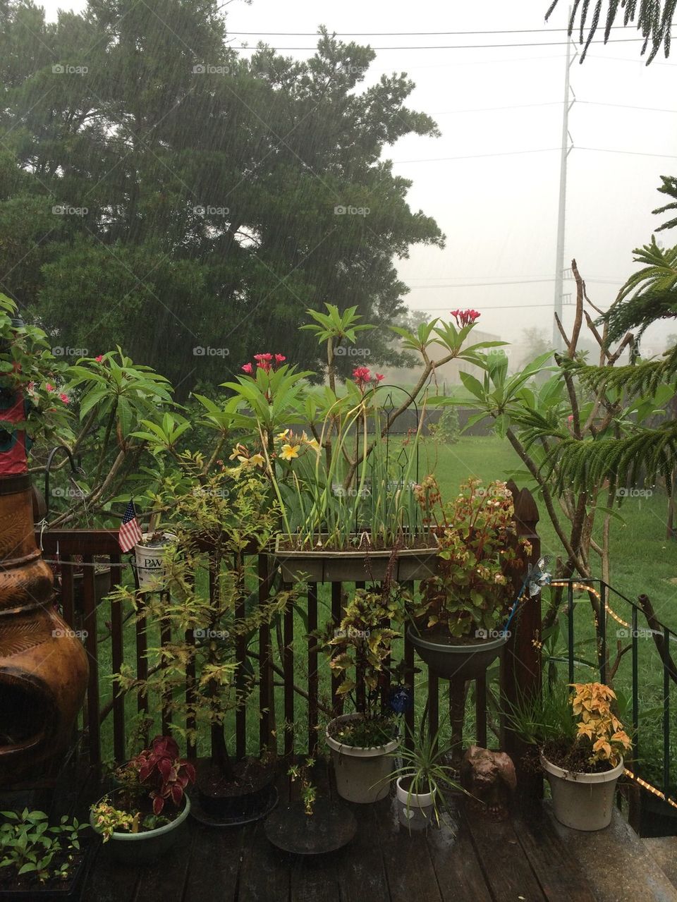 Rainy backyard