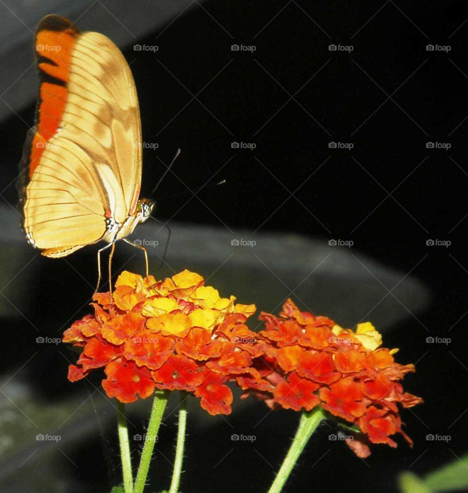 a colorful butterfly on the yellow and orange flower in the garden