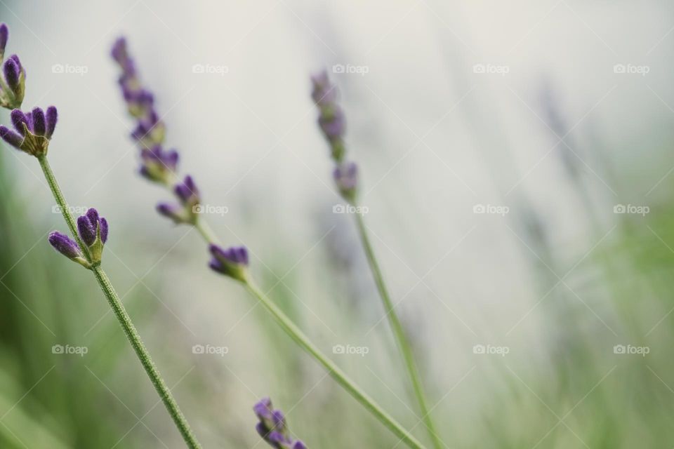 Lavender flowers background, selective focus 