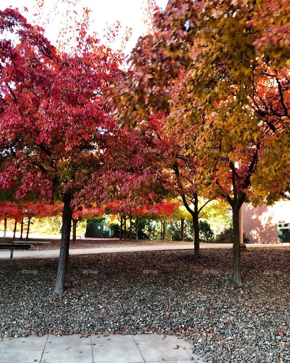 Beautiful view of a college campus through a sea of brightly colored red and orange trees in the autumnal season 