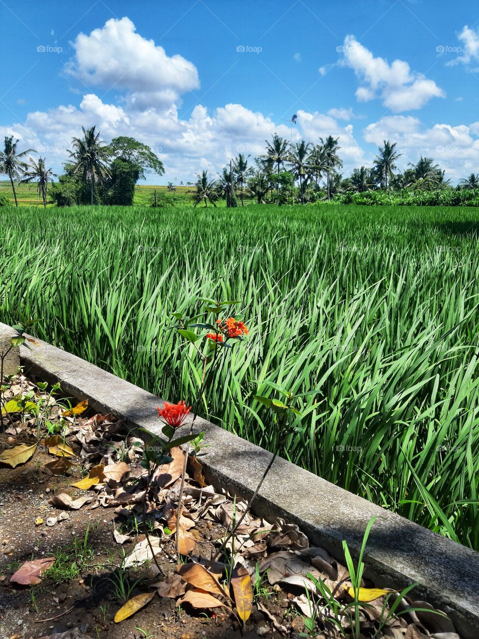 The small red flowers in a paddy field