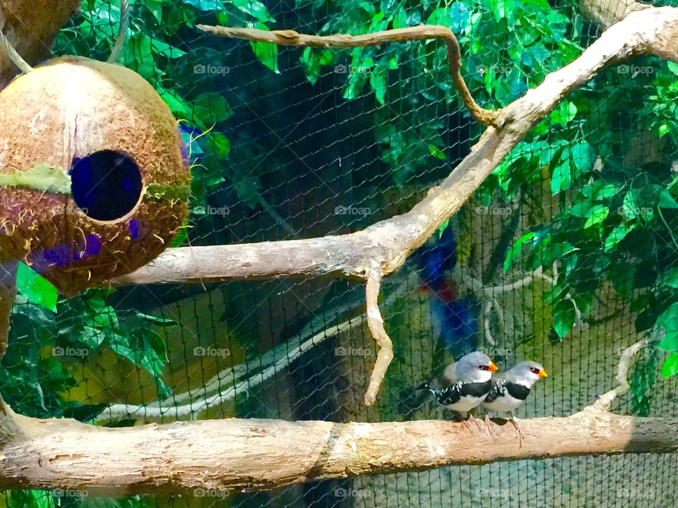 It was really amazing watching these little birdies.they were both in opposite direction of the tree branch.. They were tweeting at each other came closer and closer and kissed. Have a look in my other photos 😃