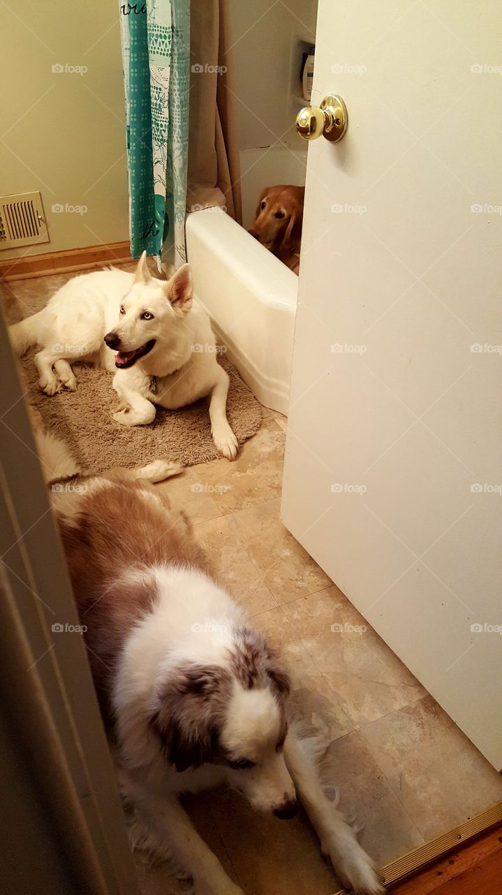 Bathroom Dogs