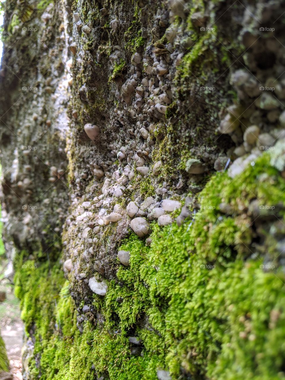 close up of moss and the side of a boulder