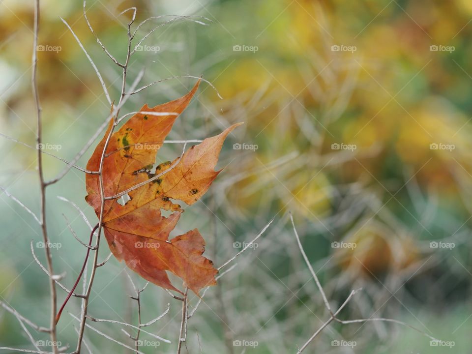 Fallen leaf