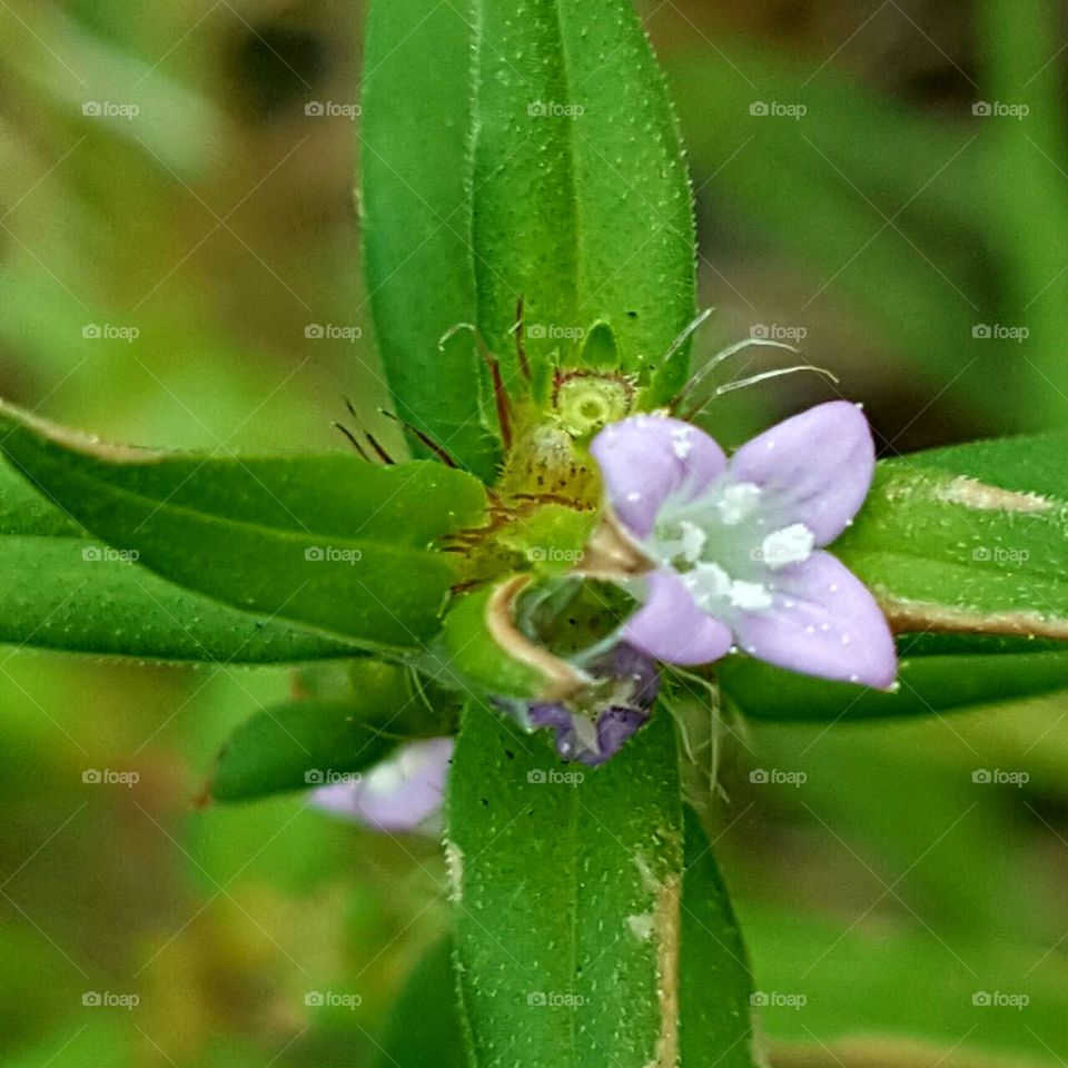 Nature, Leaf, Flower, Flora, No Person