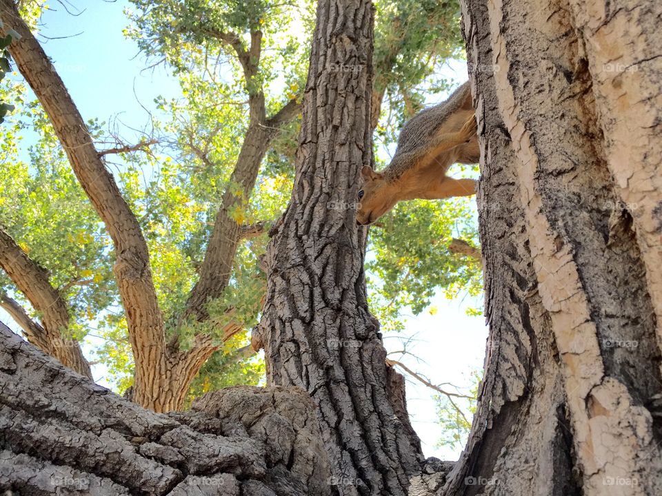 Squirrel in a Tree. A squirrel playing on a cottonwood tree along the North Platte River in Wyoming