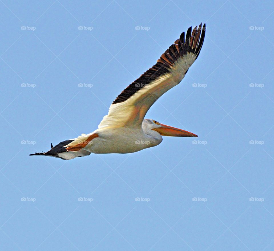 white and black pelican soaring high in the blue sky.