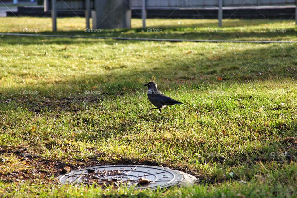 bird starling on the lawn in the sun