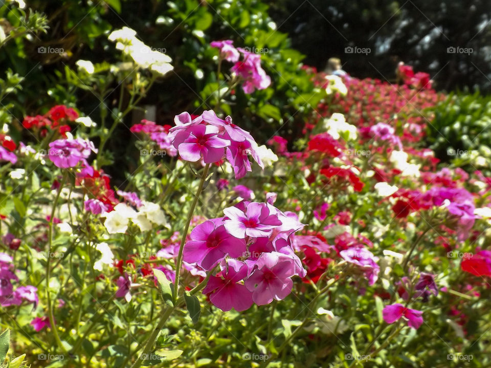 Flowers in Garden!