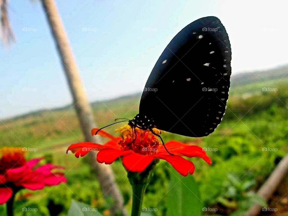A black butterfly is perching and sucking honey on an orange paper flower in the garden